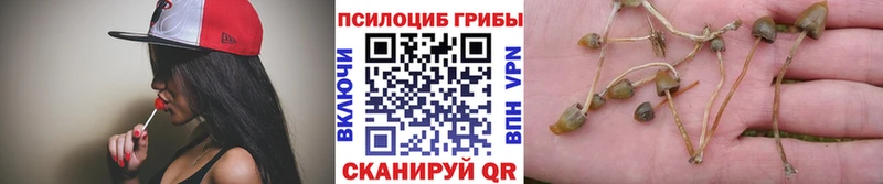 Галлюциногенные грибы мицелий закладки Тайшет